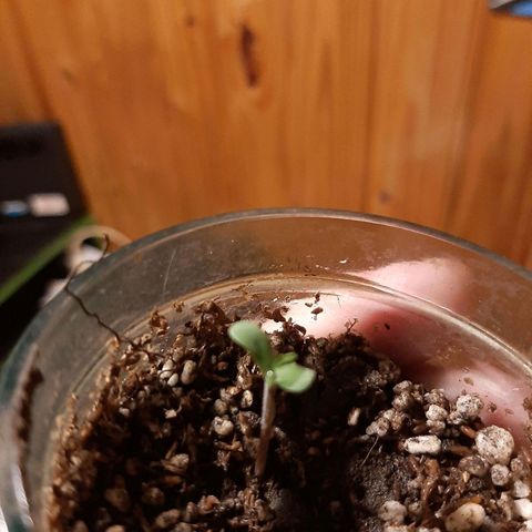 Tropicana WFC growlog timeline photo