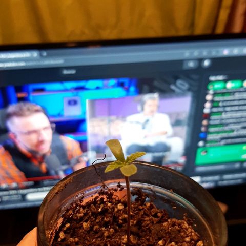 Tropicana WFC growlog timeline photo