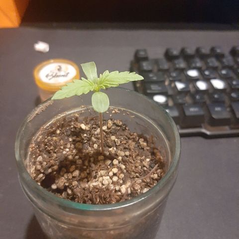 Tropicana WFC growlog timeline photo