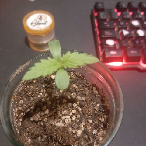 Tropicana WFC growlog timeline photo