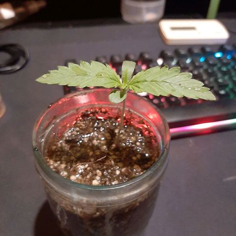 Tropicana WFC growlog timeline photo