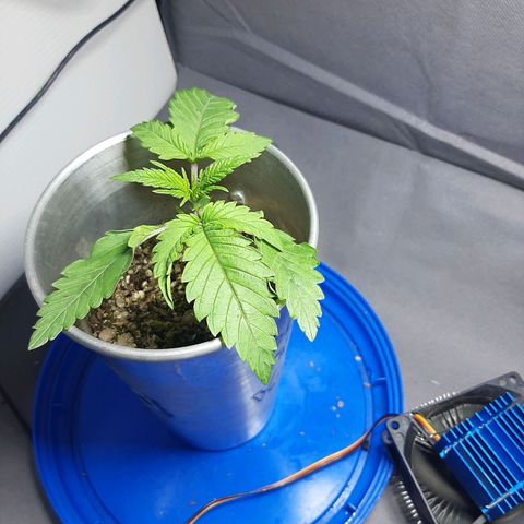 Tropicana WFC growlog timeline photo