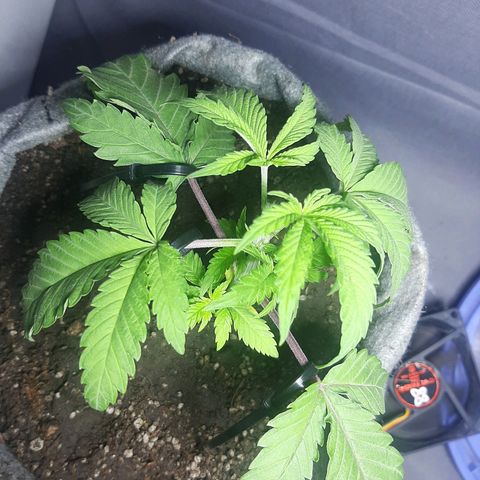 Tropicana WFC growlog timeline photo