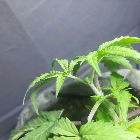 Tropicana WFC growlog photo: Apicut FIM