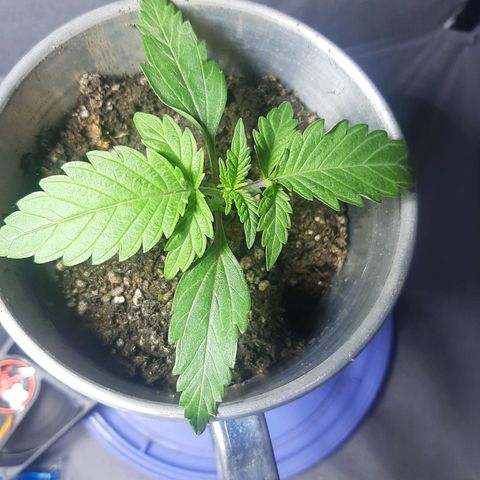 Ejemplar 2 growlog timeline photo