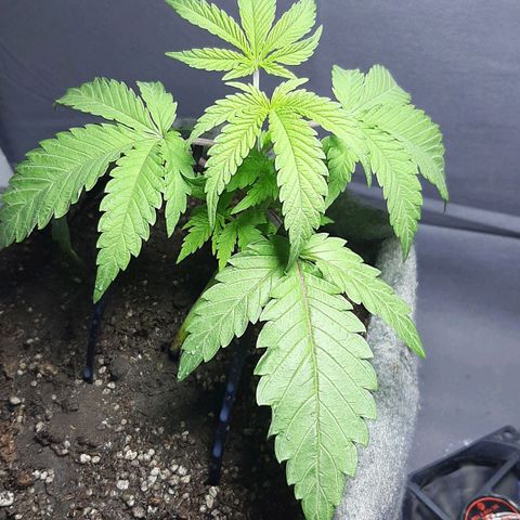 Tropicana WFC growlog timeline photo