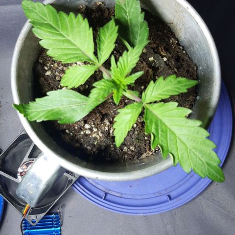 Ejemplar 2 growlog timeline photo