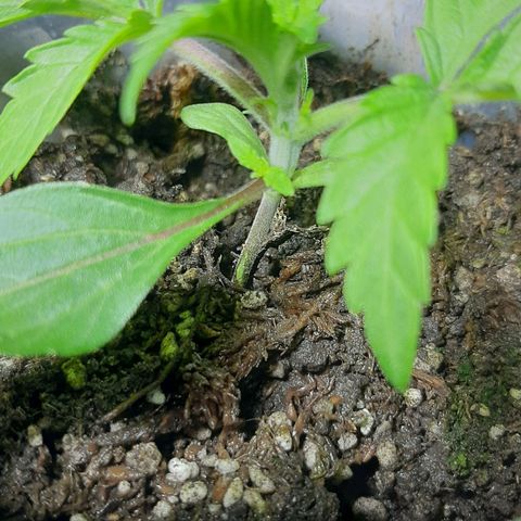 Ejemplar 2 growlog timeline photo