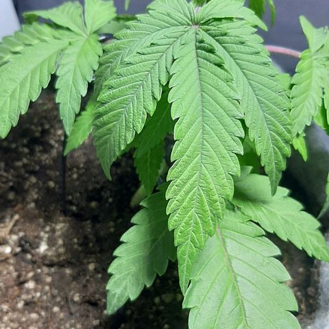 Tropicana WFC growlog timeline photo
