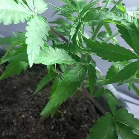 Tropicana WFC growlog timeline photo