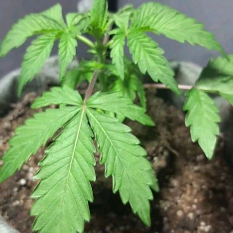 Ejemplar 2 growlog timeline photo