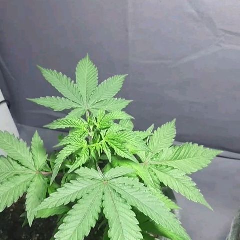 Tropicana WFC growlog timeline photo