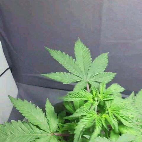 Tropicana WFC growlog timeline photo