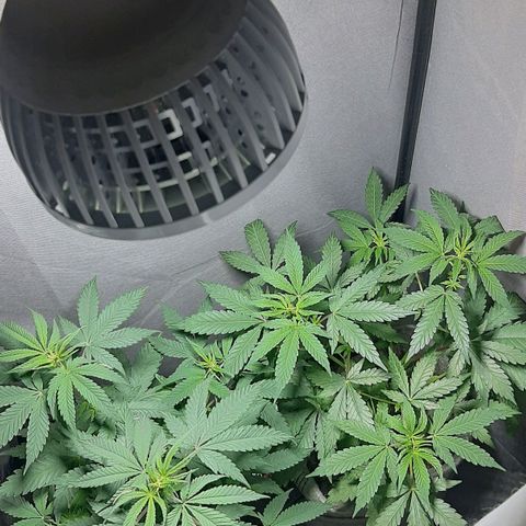 Ejemplar 2 growlog timeline photo