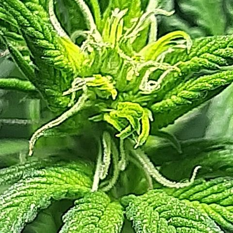 Tropicana WFC growlog timeline photo