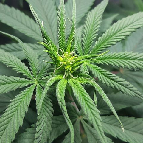 Tropicana WFC growlog timeline photo