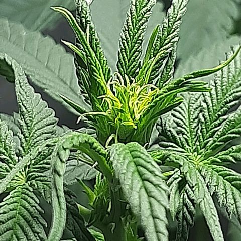 Tropicana WFC growlog timeline photo