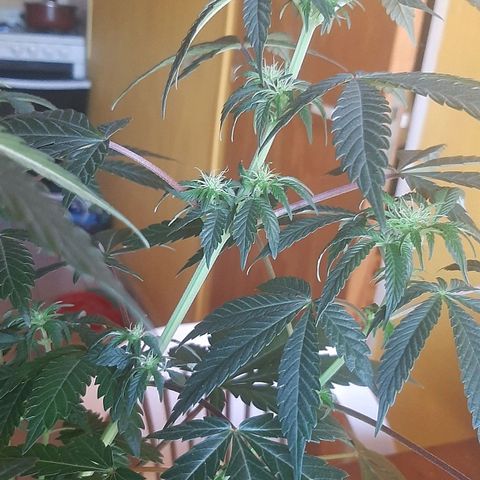 Ejemplar 2 growlog timeline photo