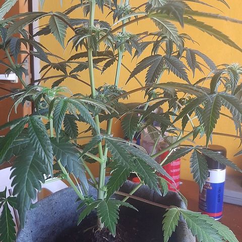 Ejemplar 2 growlog timeline photo