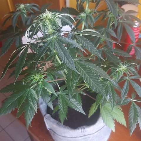 Ejemplar 2 growlog timeline photo