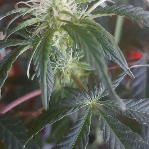 Ejemplar 2 growlog timeline photo