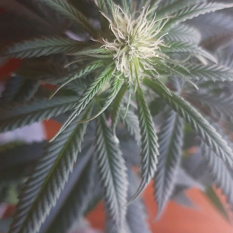Tropicana WFC growlog timeline photo