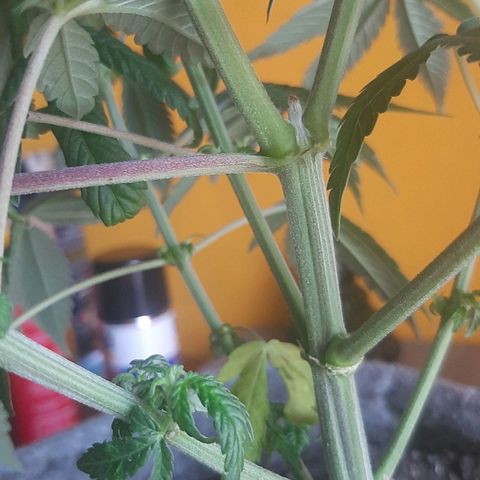 Tropicana WFC growlog timeline photo