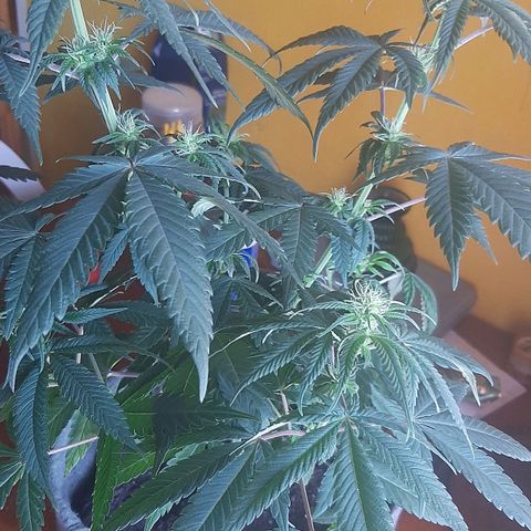 Tropicana WFC growlog timeline photo