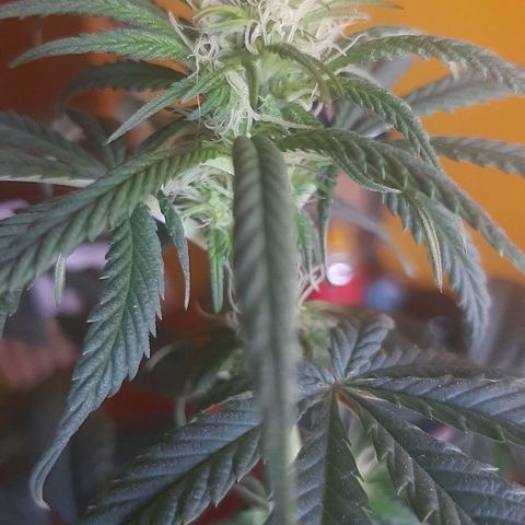 Tropicana WFC growlog timeline photo