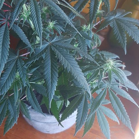 Tropicana WFC growlog timeline photo