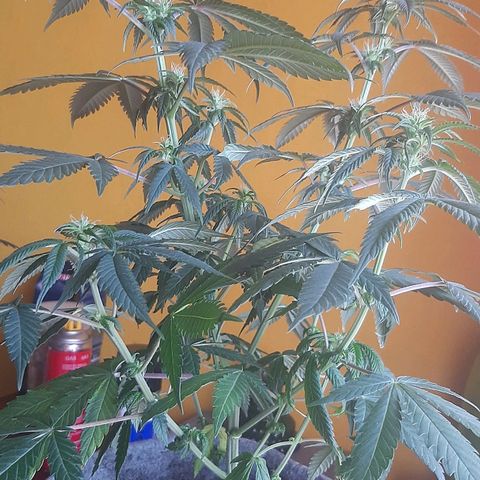 Tropicana WFC growlog timeline photo