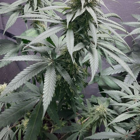 Tropicana WFC growlog timeline photo