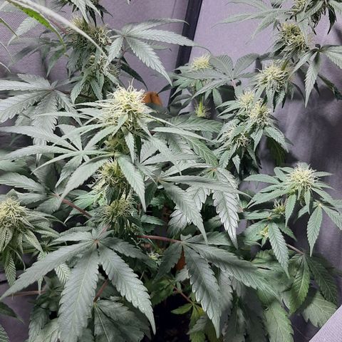 Ejemplar 2 growlog timeline photo