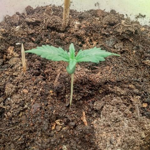 Неизвестный генетический growlog timeline photo