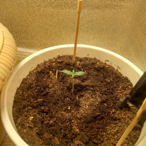 Неизвестный генетический growlog timeline photo