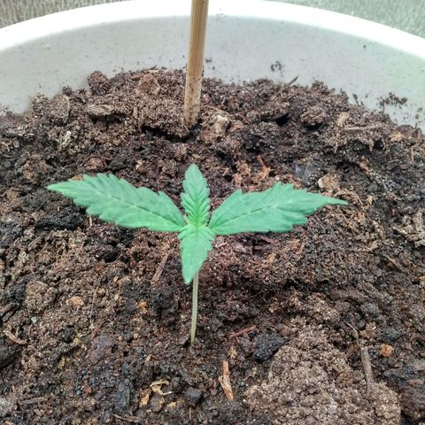 Неизвестный генетический growlog timeline photo