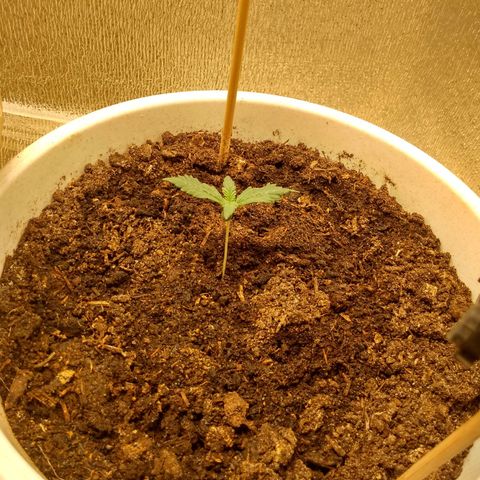 Неизвестный генетический growlog timeline photo