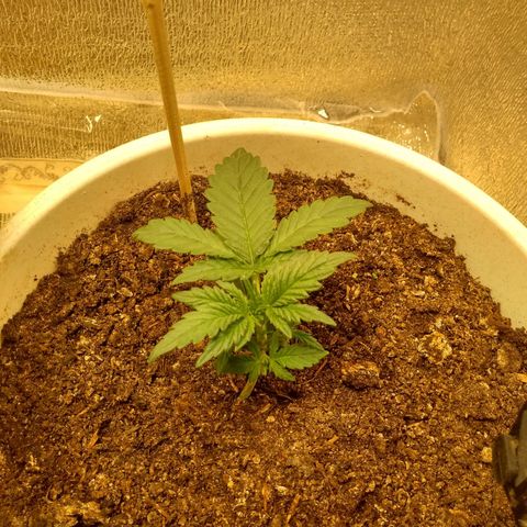 Неизвестный генетический growlog timeline photo