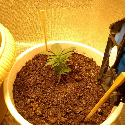 Неизвестный генетический growlog timeline photo
