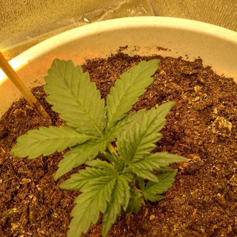 Неизвестный генетический growlog timeline photo