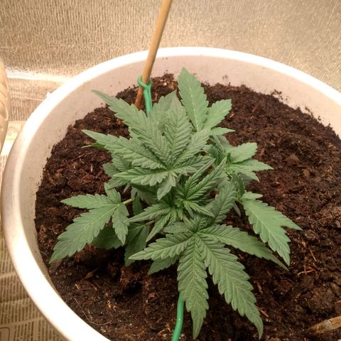 Неизвестный генетический growlog timeline photo