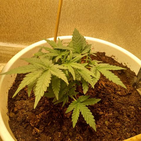 Неизвестный генетический growlog timeline photo