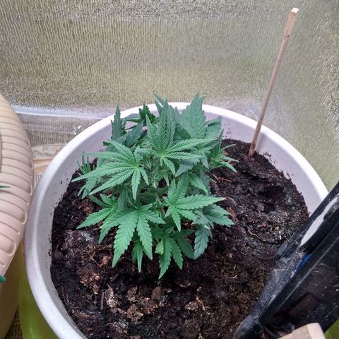 Неизвестный генетический growlog timeline photo