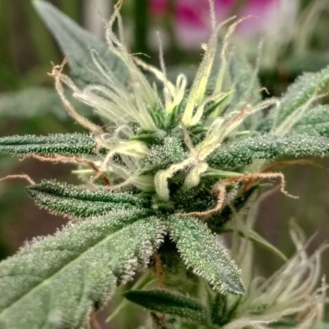 Неизвестный генетический growlog timeline photo