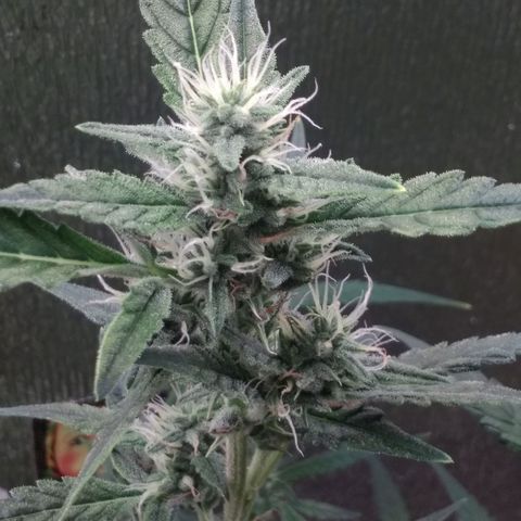 Неизвестный генетический growlog timeline photo