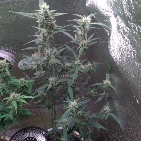 Неизвестный генетический growlog timeline photo