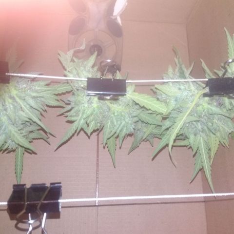 Неизвестный генетический growlog timeline photo