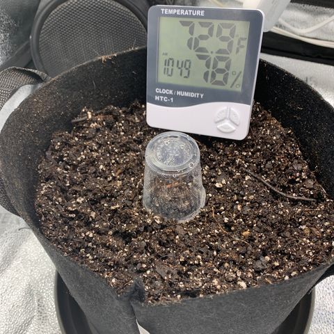 Garden Of Green Blue Dream AutoFem growlog photo: In soil