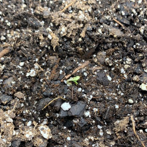Garden Of Green Blue Dream AutoFem growlog photo: Popping through the soil.   74F, 72% humidity with plastic cup dome. 