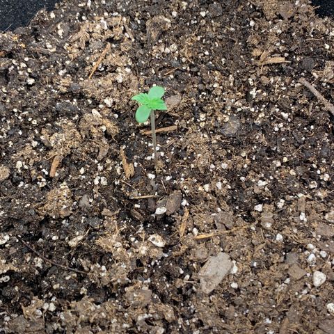 Garden Of Green Blue Dream AutoFem growlog photo: Seedling started. 